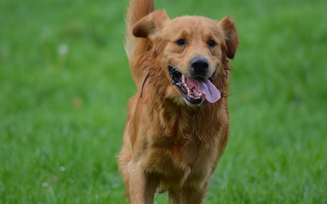 Urteil: Jogger trägt Mitschuld an Unfall mit Hund